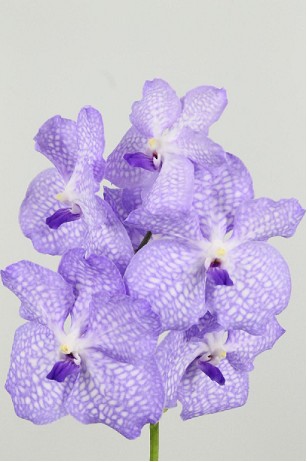 Vanda Angelite x16