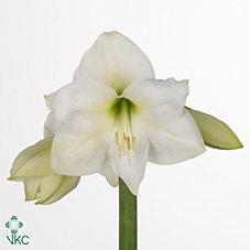 Amaryllis Mont Blanc Bl. "CC12"