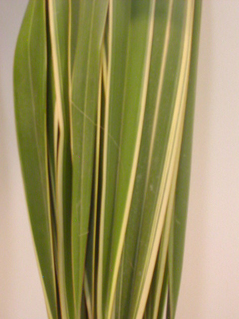 Phornio Nac. 120cm "T50" (Puntas Quemadas)