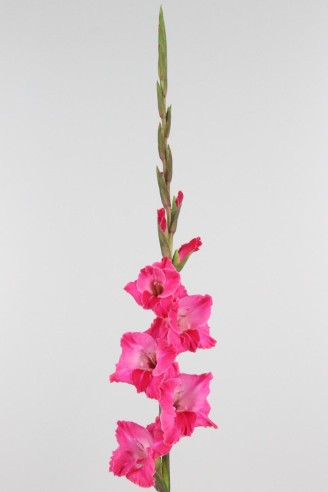 Gladiolo Hol. Fairyta 130cm (60cm espiga) Fr.