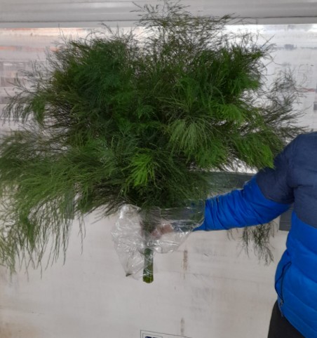 Treefern 90cm "T25"