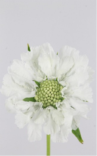 Scabiosa Annabelle 65cm Bl.