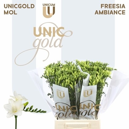 Fresia Hol. Ambiance 55cm 22gr "T50"
