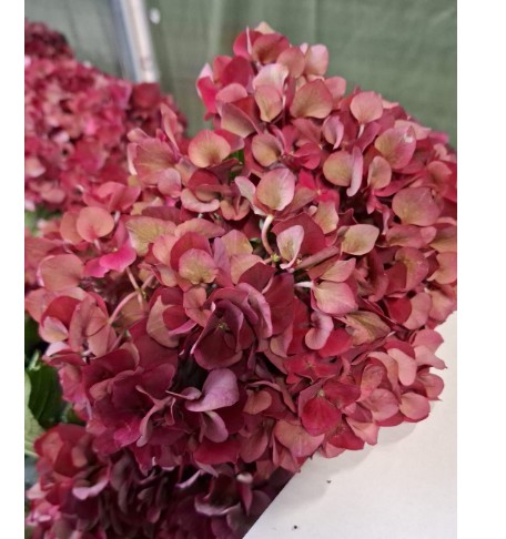 Hortensia Hol. Rubyred Classic 60cm �16/20