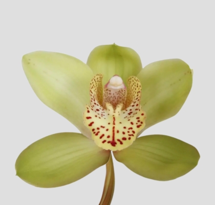 Cymbidium Bonny 60cm Vd