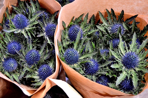 Eryngium Hol. Aquarius Qstar 40cm x5