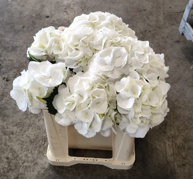 Hortensia Hol. Schneeball 50cm �16/18 Blanca
