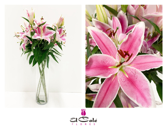 Oriental Hol. Rs. Marlon 80cm 2/3 fl.