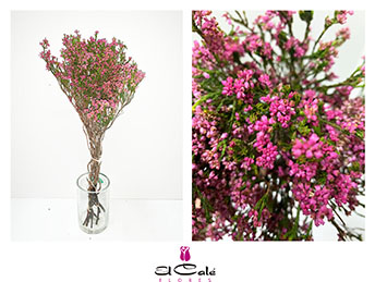 Safari Erica Pink 50cm