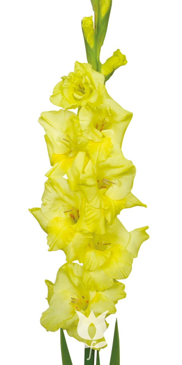 Gladiolo Nac. Amarillo 140cm