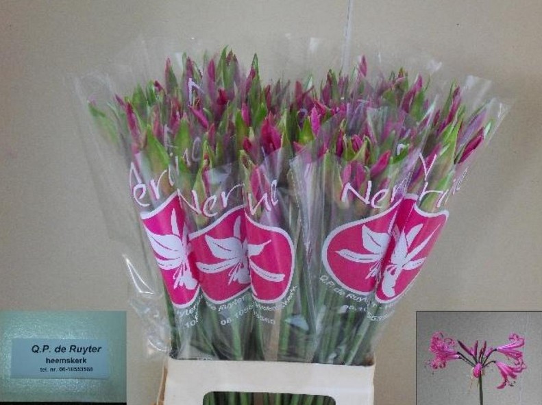 Nerine Ras Van Roon 55cm Mag.