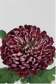 Uniflor Hol. Deco Sheer Purple 110gr Mo