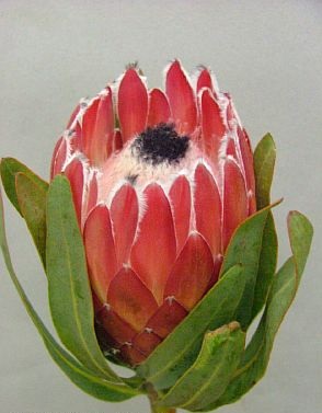 Protea Sheila 40cm