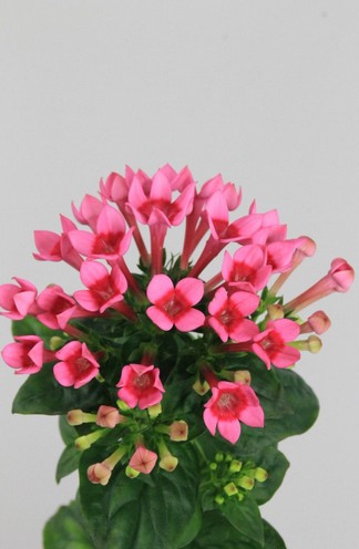 Bouvardia Hol. En Rosa 40cm Rs
