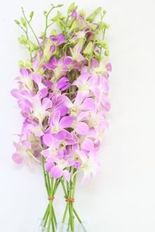 Dendro Lucy Pink 50cm