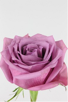 Rosa Hol. New Orleans 50cm x10