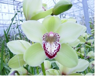 Cymbidium Saffier 80cm Vd