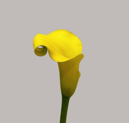 Calla Gold Medal 45cm