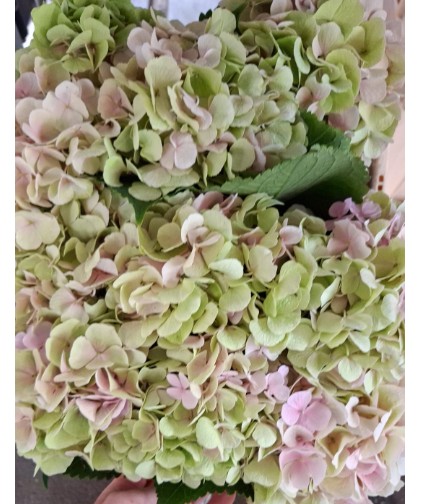 Hortensia Hol. Verena Classic 50cm 16/18 Bic.
