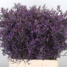 Limonium Hol. Saf. Lilac 60cm 20gr "T25" Mor.