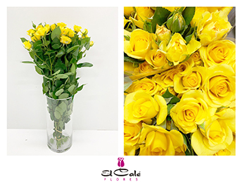 Ramificada Yellow Babe 60cm Am