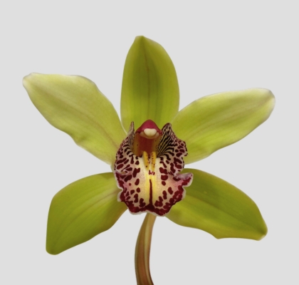 Cymbidium Hans 80cm Vd.