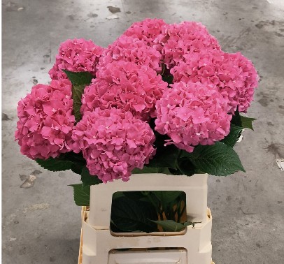 Hortensia Hol. Glow Alps 60cm �12/15 Rosa