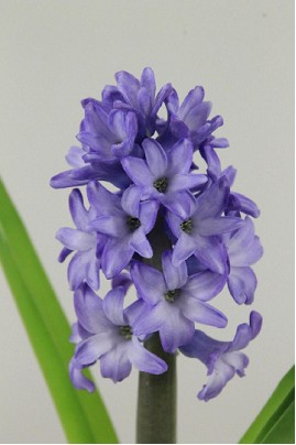 Jacinto Hol. Minos 30cm "T25" Az