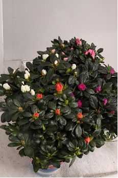 P. Azalea Si Vogel Mixta 14/30cm x6