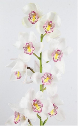 Cymbidium Noorderlicht 60cm Bl