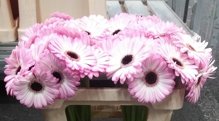 Gerbera Mini Hol. Lollipop Bi "T20"