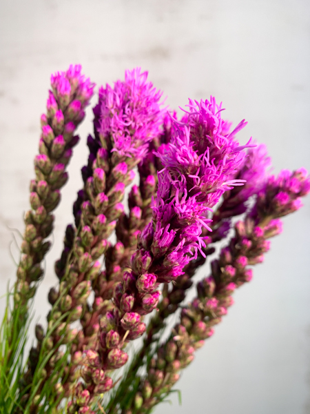 Liatris Hol. Callilepis 65cm