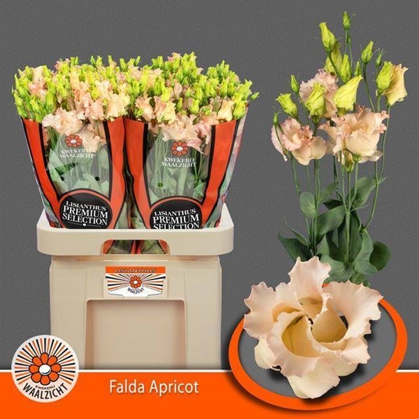 Lisiantus Hol. Falda Apricot 70cm 55gr x10