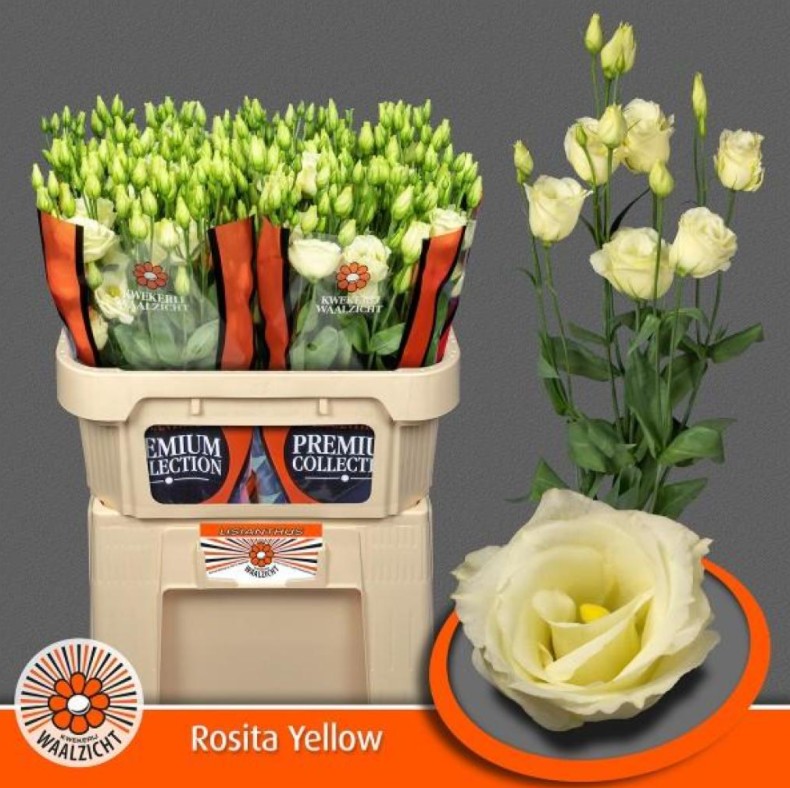 Lisiantus Hol. Rosi Yellow 70cm 55gr "Waalzicht"