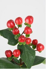 Hypericum Hol. Coco Tango 40cm Rj