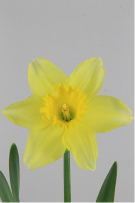 Narciso Hol. G Carlton Am 50cm