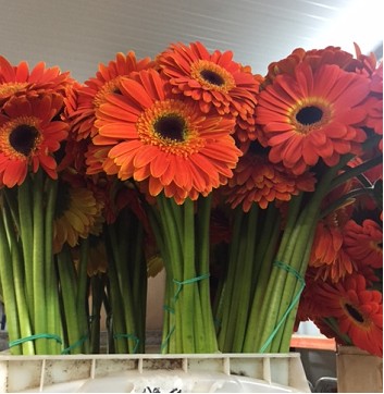 Gerbera Nac. Naranja CN