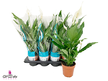 P. Spathyfilium Sweet Chico 13/60cm x8 5+flores