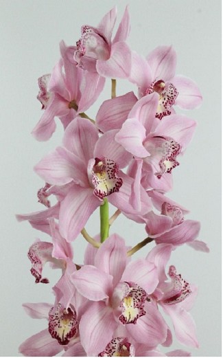 Cymbidium Pink Floyd 80cm