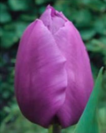 Tulipan Hol. Purple Prince Morado 35cm