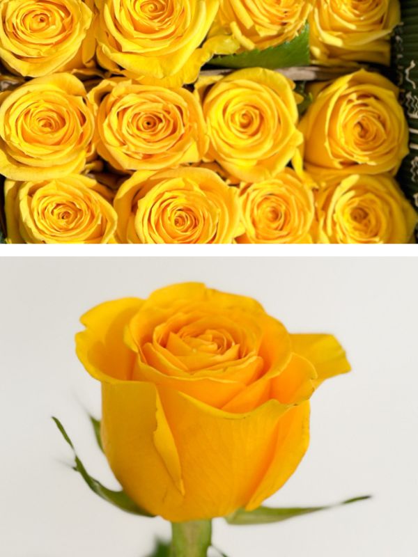 Rosa Ecu. Brighton 60cm Am