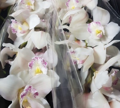 Cymbidium Steffi 50cm Bl