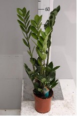 P. Zamioculca Zamiifol 17/80cm x6