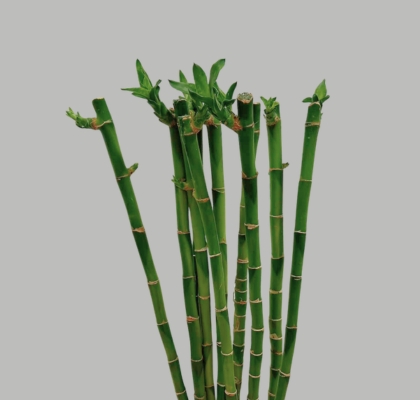Bamboo Recto 90cm