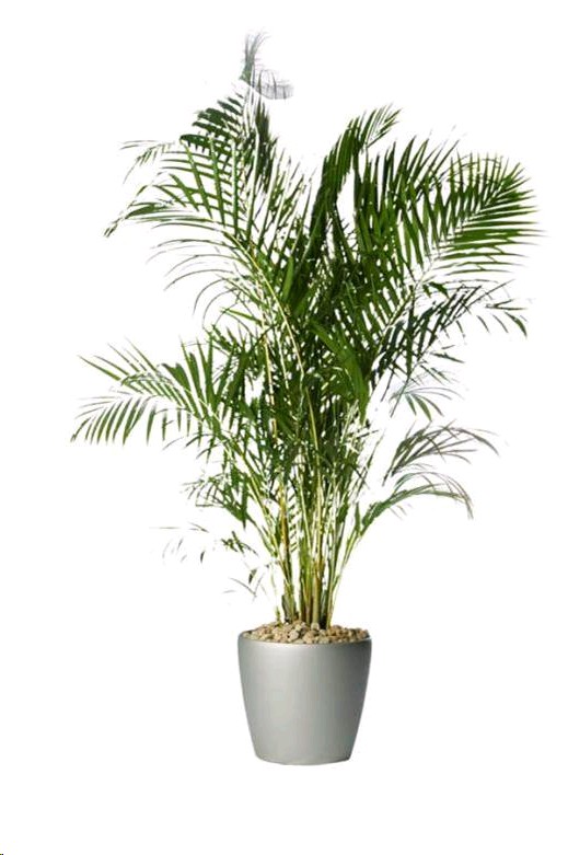 P. Dypsis Lutescens 24/130cm