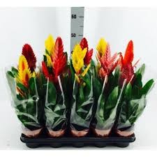 P. Guzmania Mixta Vries 5 Srt 12/40cm x10