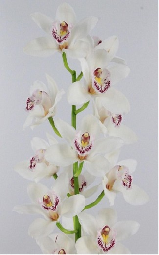 Cymbidium Silver 50cm Bl