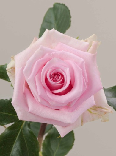 Rosa Ecu. Jessika 60cm