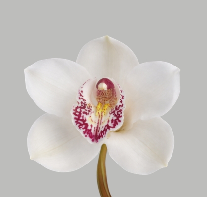 Cymbidium Vanity 50cm Bl