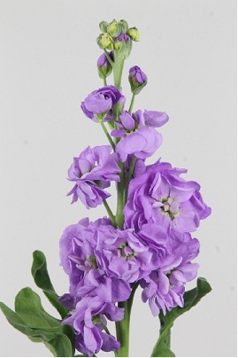 Aleli Hol. Figaro Lavende 55cm "T10"